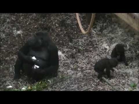 gorilla eats sushi