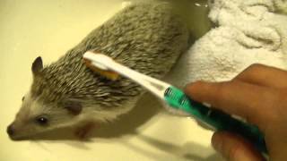 How to clean a Hedgehog!