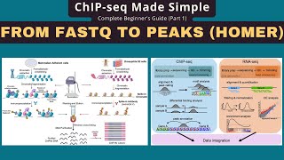 ChIP-seq Analysis: FASTQ to Peaks with HOMER, BWA & Picard Tutorial