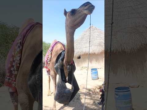 الغريب في أمر الجمل أنه كان مربوطا على كتفه حزام أسود