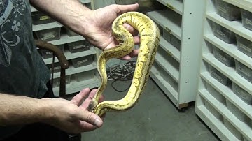 Reptile Rewind: On Location - Mark Petros Reptiles