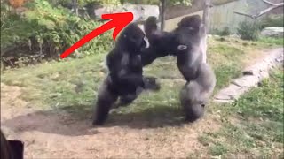 There's GORILLA in every FIGHTER!