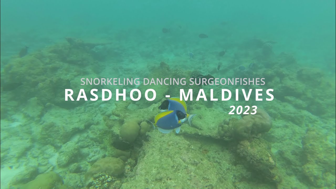 Surgeonfish Snorkeling 🐠 Rasdhoo Bikini Beach, Maldives 🏝 YouTube
