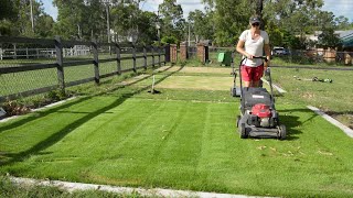 Renovating Zoysia // What You Need to Know