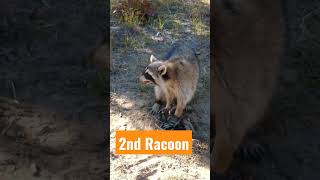 2nd raccoon k9 jr. traps trapper trapping wisconsin