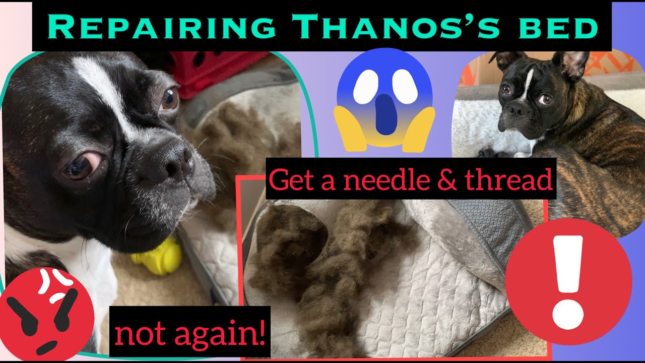 How to Repair a Dog Bed 🐶 Once again Thanos destroys his bed (No