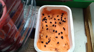 розовая а́кация из семян
