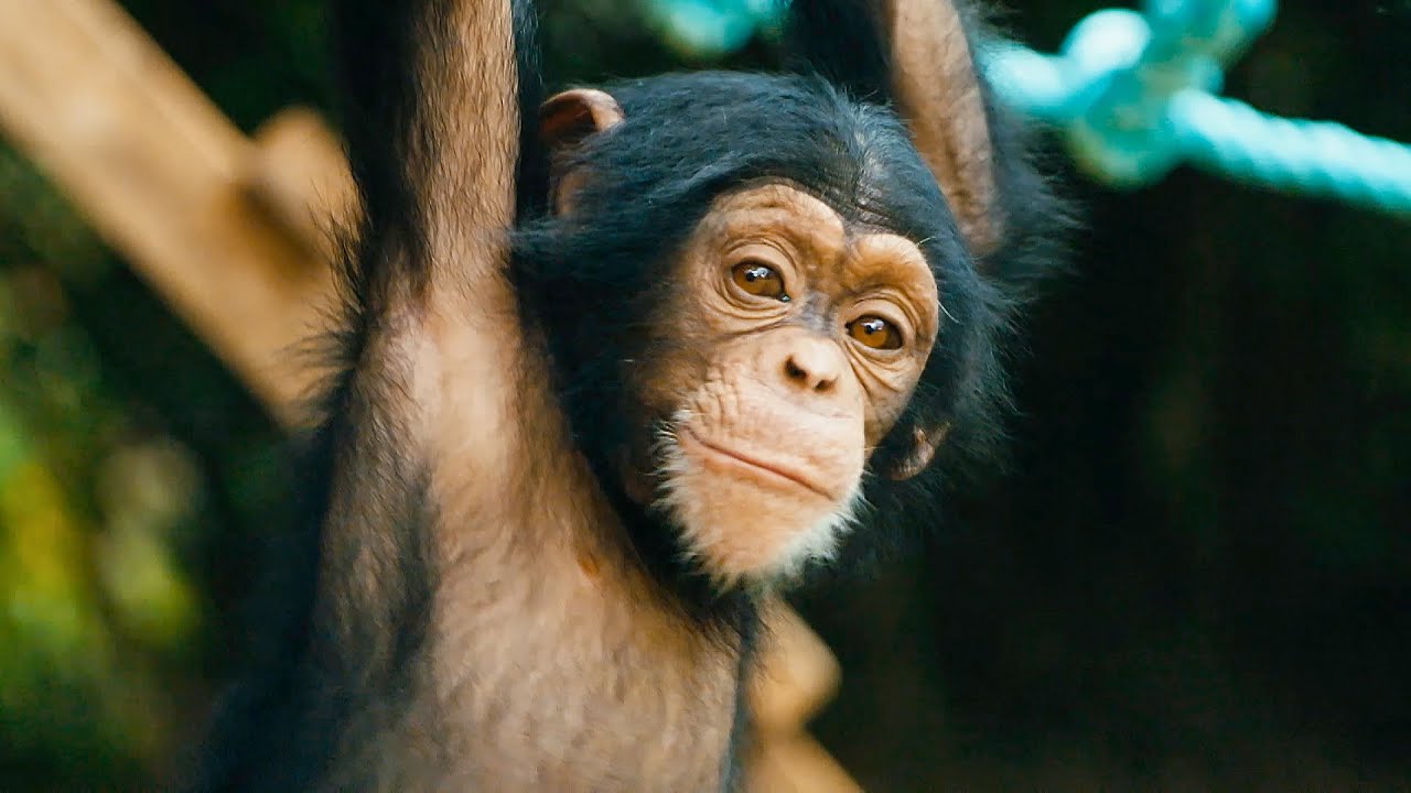 ⁣Baby Chimps Learn How To Climb | BBC Earth
