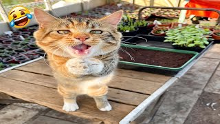 Funny Animal Videos 2023 🤣 Funniest Cats😹 and Dogs🐶 Videos #2 by New Level Creation 5 views 1 year ago 5 minutes, 9 seconds