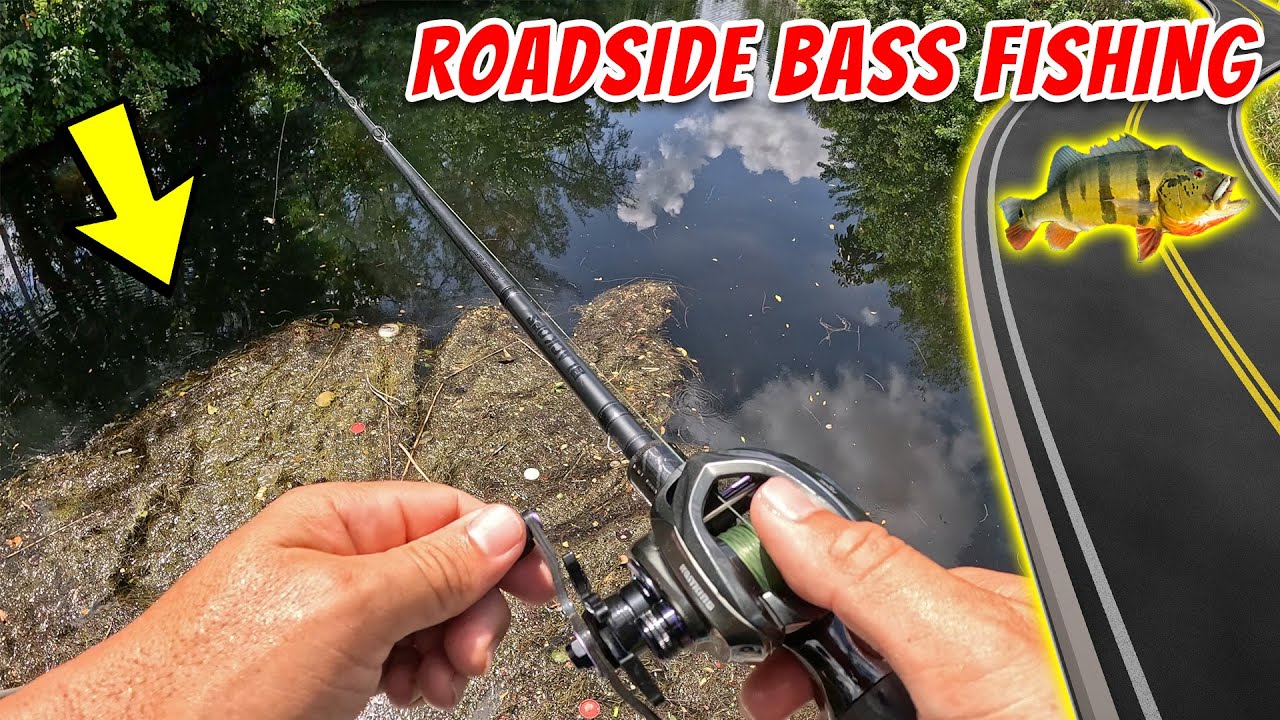 Roadside Bass Fishing in Miami