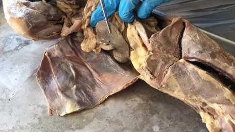 Cat Dissection Video