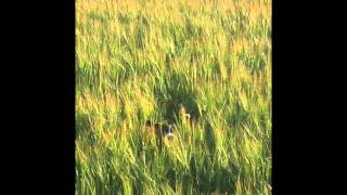 Intervalovy Trenink S Viky