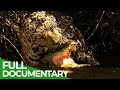 Jaguar VS Caiman: Wildlife Encounters | Free Documentary Nature