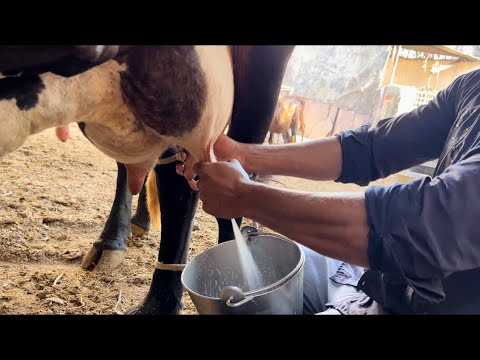 Live cow 🐄 milking || Top milking speed by hand 🤚 #milk #cow_milking @dairyvloge8514