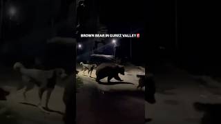 BROWN BEAR IN GUREZ VALLEY KASHMIR 🐻 #brownbear #kashmir #gurezvalley — video thumbnail