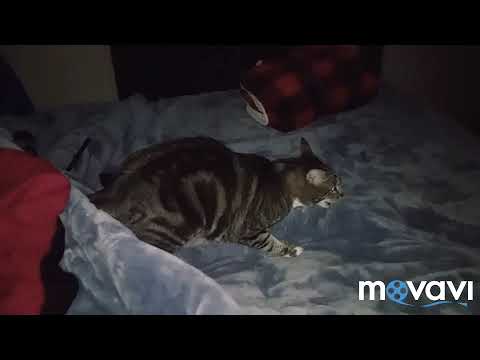 Video: Sokoke Forest Cat Cat Plemeno Hypoalergénne, Zdravie A životnosť
