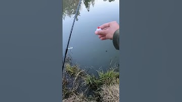 Easiest method for trout 🤑 #fishing #shorts #trout