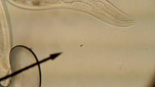 C. elegans wildtype male