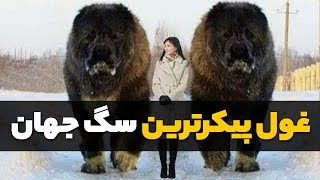 بزرگترین سگ های جهان | 5 سگ بزرگ دنیا