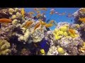 Awesome scuba diving in Hurghada, Red sea, Egypt (Gopro)