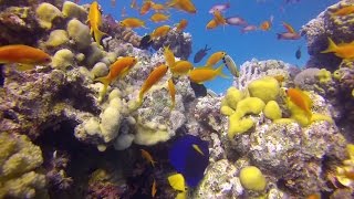 Awesome scuba diving in Hurghada, Red sea, Egypt (Gopro)