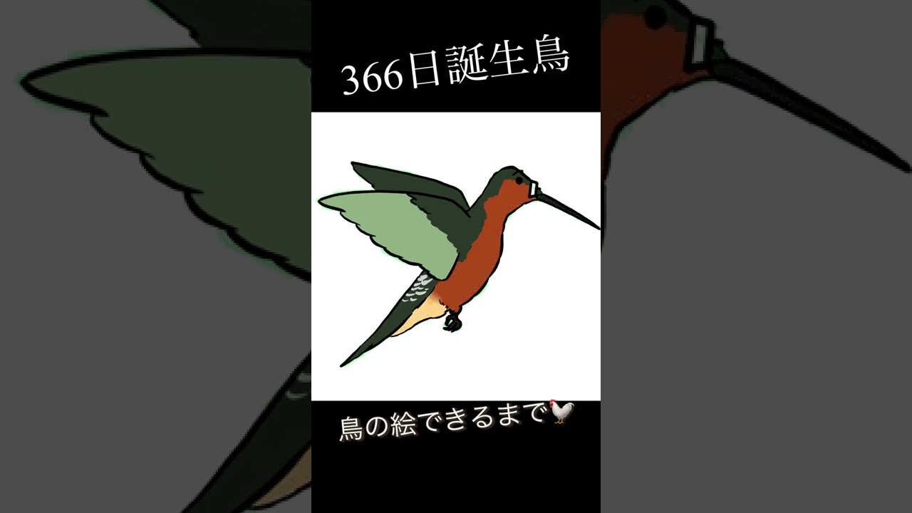 誕生鳥イラスト オオハチドリ 11月18日 Giant Hummingbird Youtube 誕生鳥イラスト オオハチドリ 11月18日 Giant Hummingbird Youtube