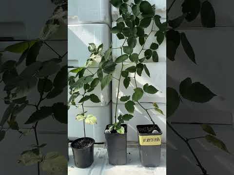 Саджанець Ожина Бжезіна Brzezina ЗКС у горщику 0.8 л Ранньостигла ожина Морозостійка ожина Саджанці для саду, видео 1