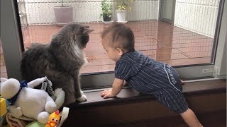 ひたすら赤ちゃんを見つめる猫 ノルウェージャンフォレストキャットStare at the baby.Norwegian Forest Cat.