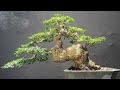 58 inspirasi bonsai kawista batu terbaik pemula harus tau