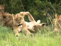 John Barry Theme Out of Africa