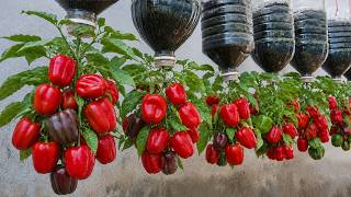 Don't Throw Away Old Plastic Bottles! Grow Bell Peppers This Way For Your Family