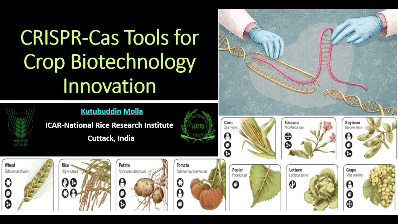 CRISPRCas Tools for Crop Biotechnology Innovation YouTube