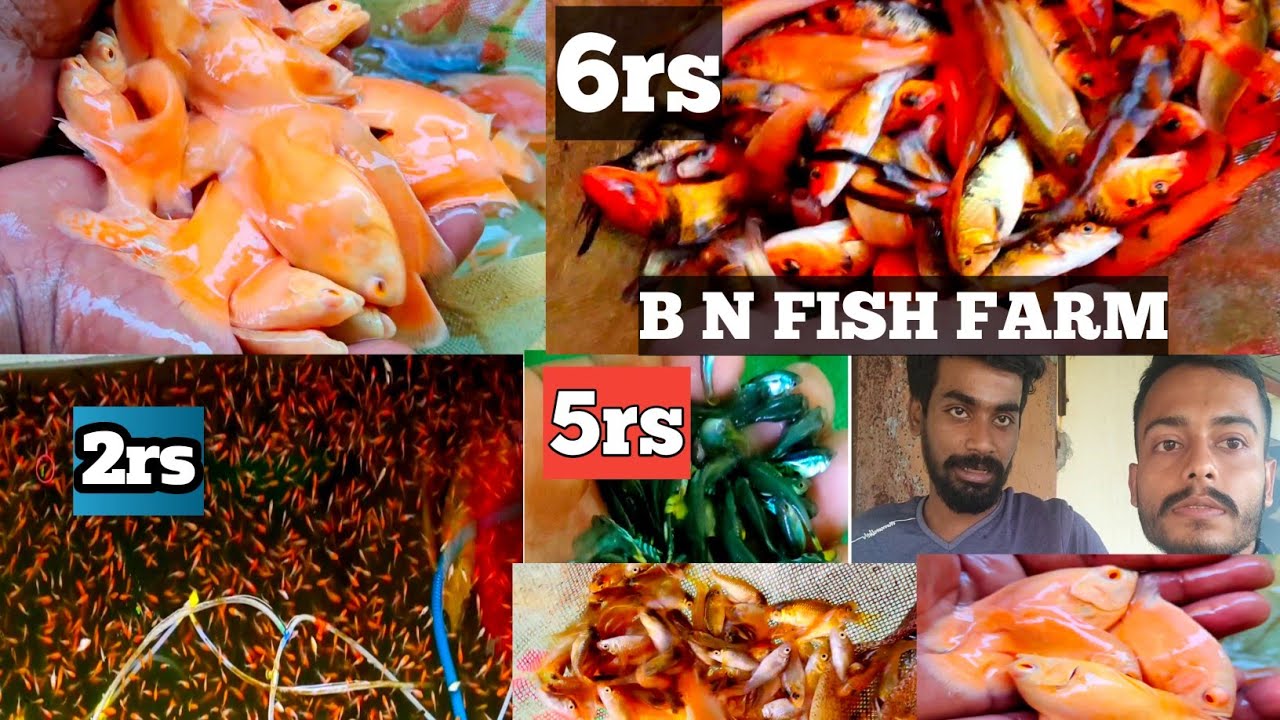 AQUARIUM FISH FARM KOLKATA AQUARIUM FISH FARM VERY LOW PRICE OF