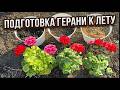СЕКРЕТ подготовки герани к лету, о котором молчат!