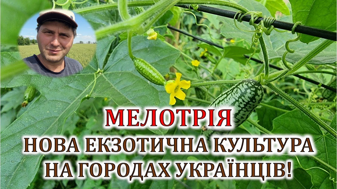 Мелотрія - нова екзотична культура на городах українців!