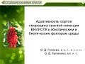 Голяева О.Д., Калинина О.В. Сорта смородины красной