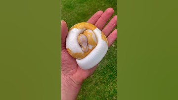 BEAUTIFUL DREAMSICLE BALL PYTHON