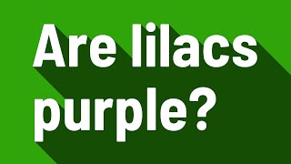 Are lilacs purple? Are lilacs purple?
