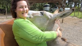 Donkey Wants Love
