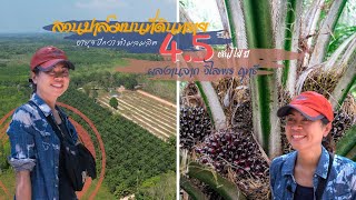 สวนปาล์มบนที่ดินทราย อายุ 4 ปีกว่า ทำผลผลิต 4.5 ตัน/ไร่/ปี ผลงานจากหญิงเก่ง วิไลพร ฤทธี : ยางปาล์ม