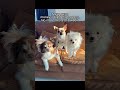 No treats this week… their reactions 😭 🐶 #cute #funny #hamachi #pomeranian #smalldog #chihuahua