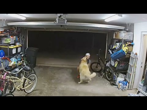 CAUGHT ON CAMERA: Dog loving suspect makes off with bike from garage ...