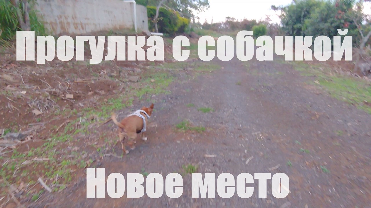 2026-01-25 [Su] 18-00 Прогулка с собачкой - Новое место