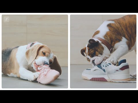 Lemonade YouTube ad: Lemonade Pet Insurance - Protect your pet and your wallet
