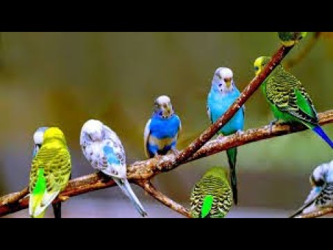 Watch the youth of love birds (budgies)
