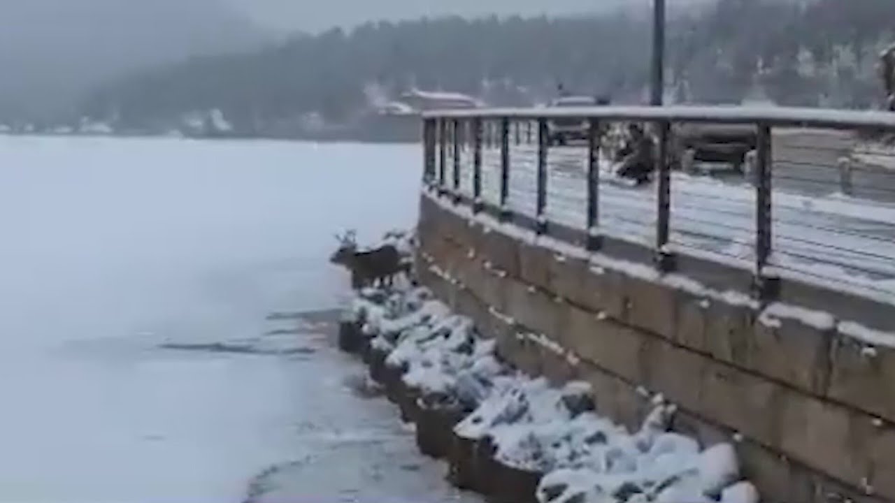 Deer rescued from frozen lake in Colorado