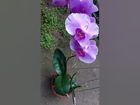 Cara Merawat Anggrek Bulan