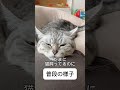 出張明けで帰ってきたらこうなる #猫 #猫動画