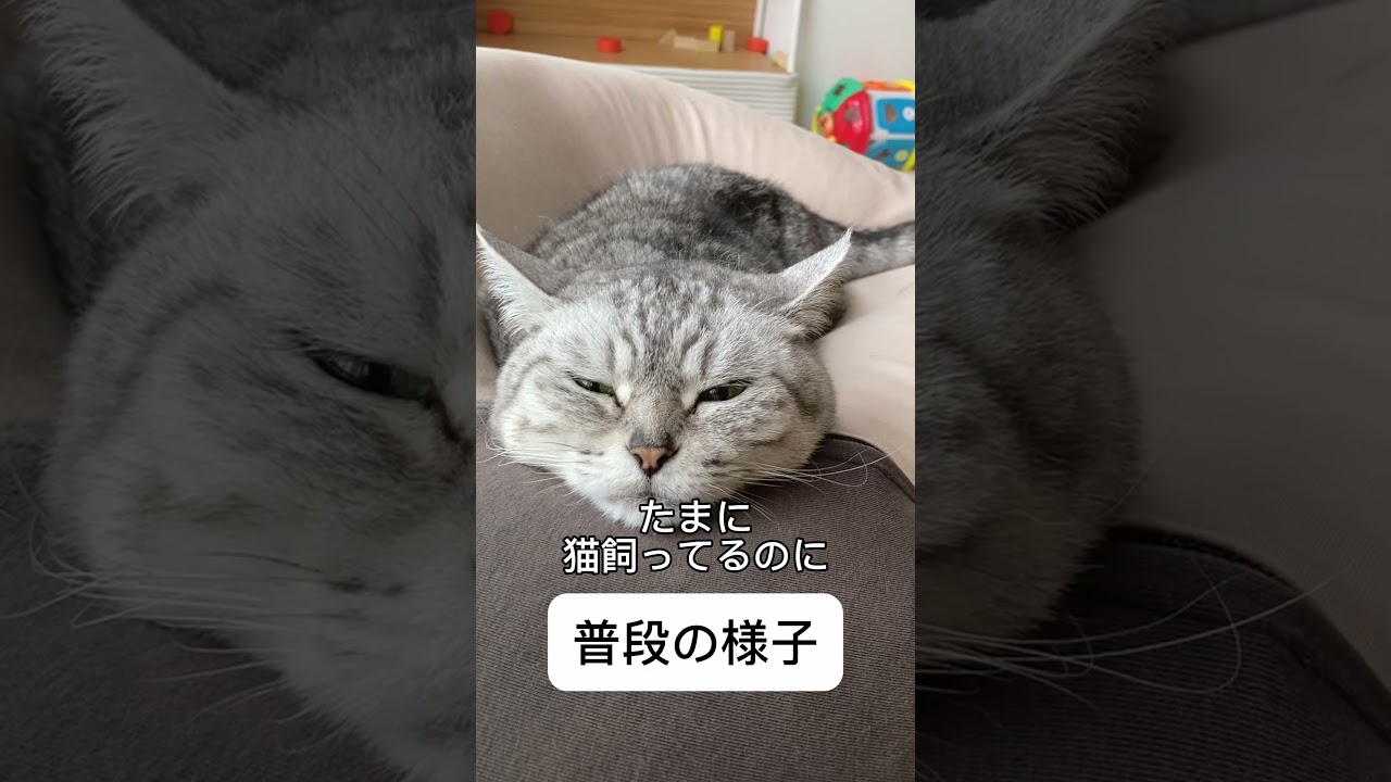 出張明けで帰ってきたらこうなる #猫 #猫動画