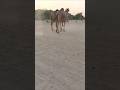 How Camels Are Blowing Dust While Walking In The Field كيف تهب الجمال الغبار أثناء المشي في الحقل